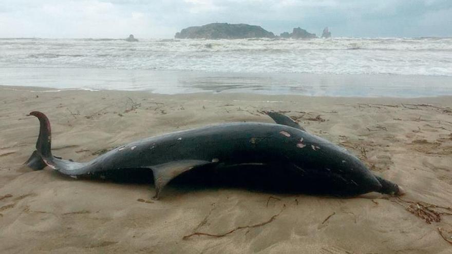 Troben un dofí mort a la platja de l'Estartit