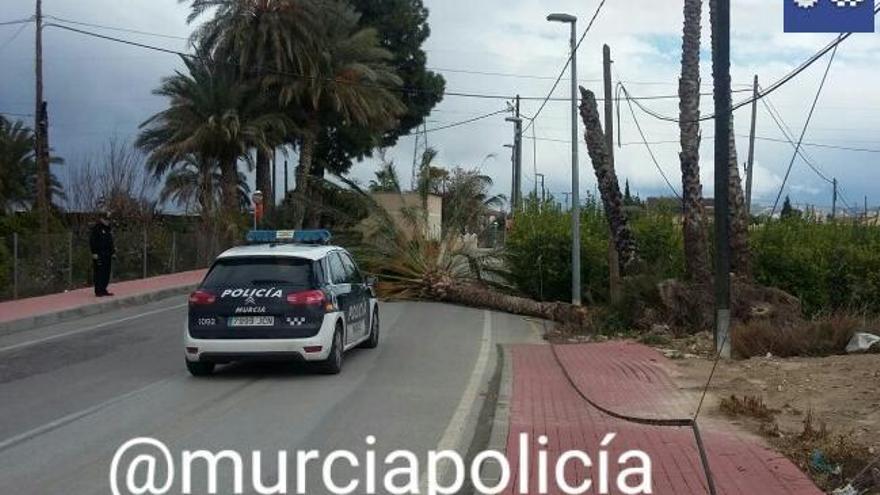 Cae una palmera en la Carretera de La Ñora