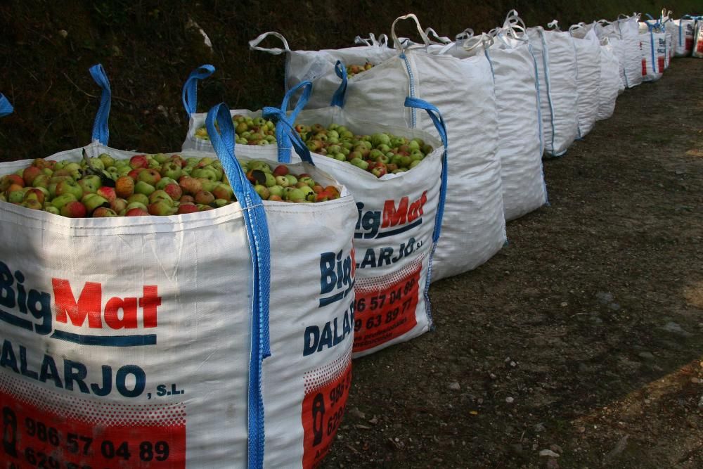 Las manzanas vuelan al cesto en A Estrada