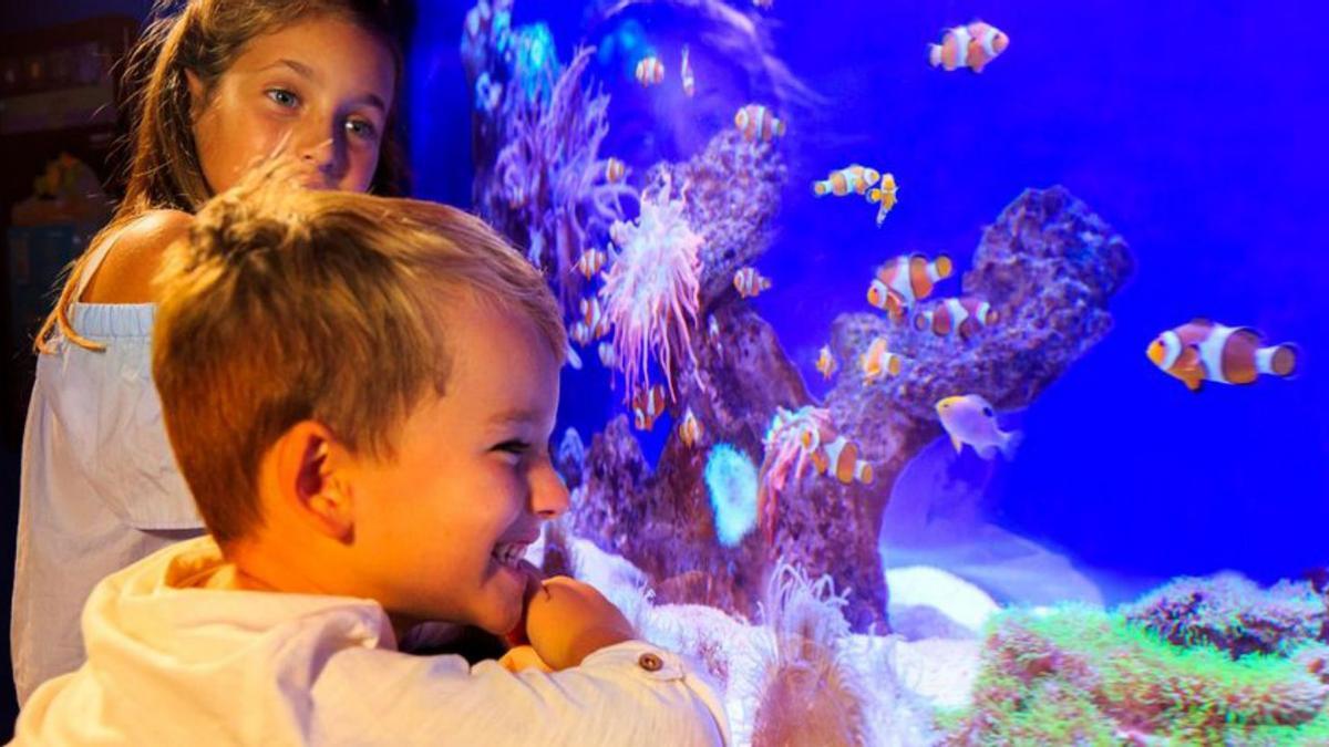 Dos niños miran embelesados el acuario. | PALMA AQUARIUM