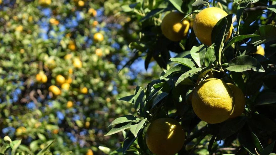 Andalucía cierra una campaña de cítricos marcada por la falta de mano de obra y la competencia de terceros países