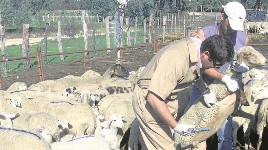 Veterinarios y farmacéuticos impulsan en Extremadura una receta electrónica para animales