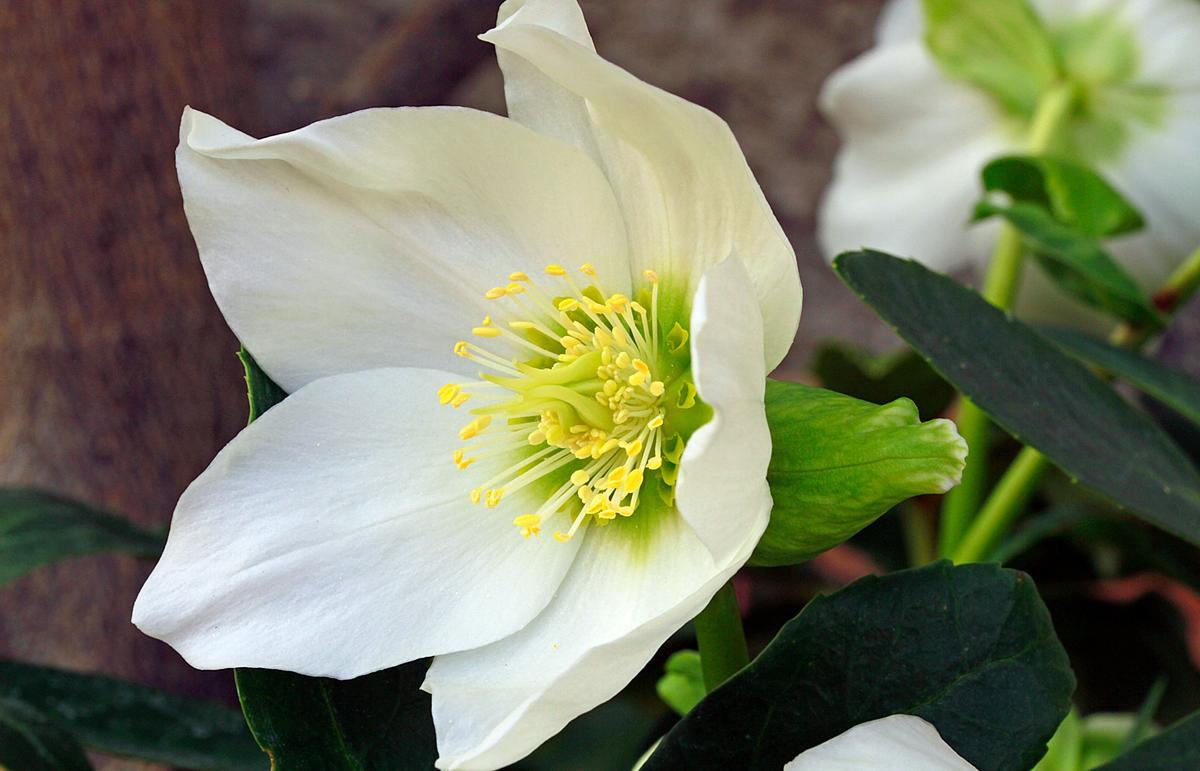 Rosa de Navidad o helleborus niger