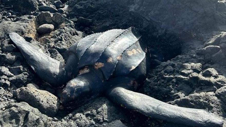 Aparece muerta una tortuga enorme en la costa de Mala