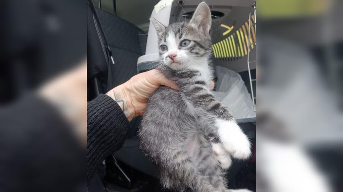 Foto del gato que ha sobrevivido, de entre los cuatro cachorros que fueron abandonados junto a un contenedor.