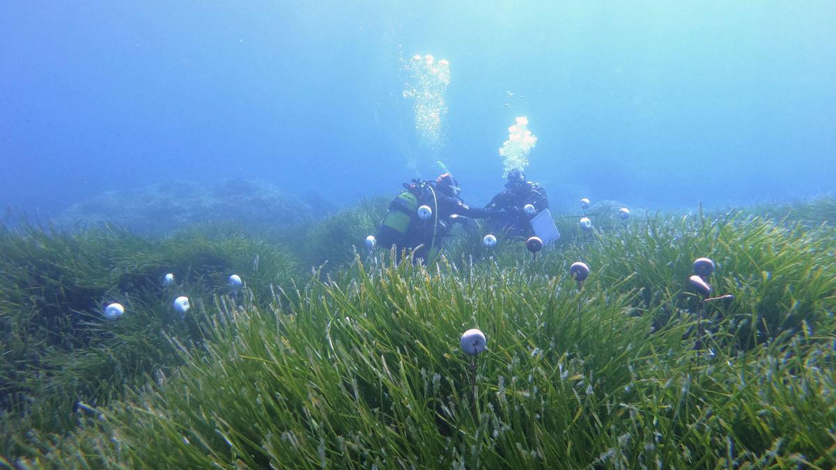 Losinvestigadores, en una de las praderas de posidonia