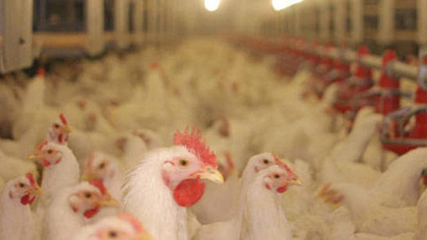 Imagen de archivo de una granja de pollos.