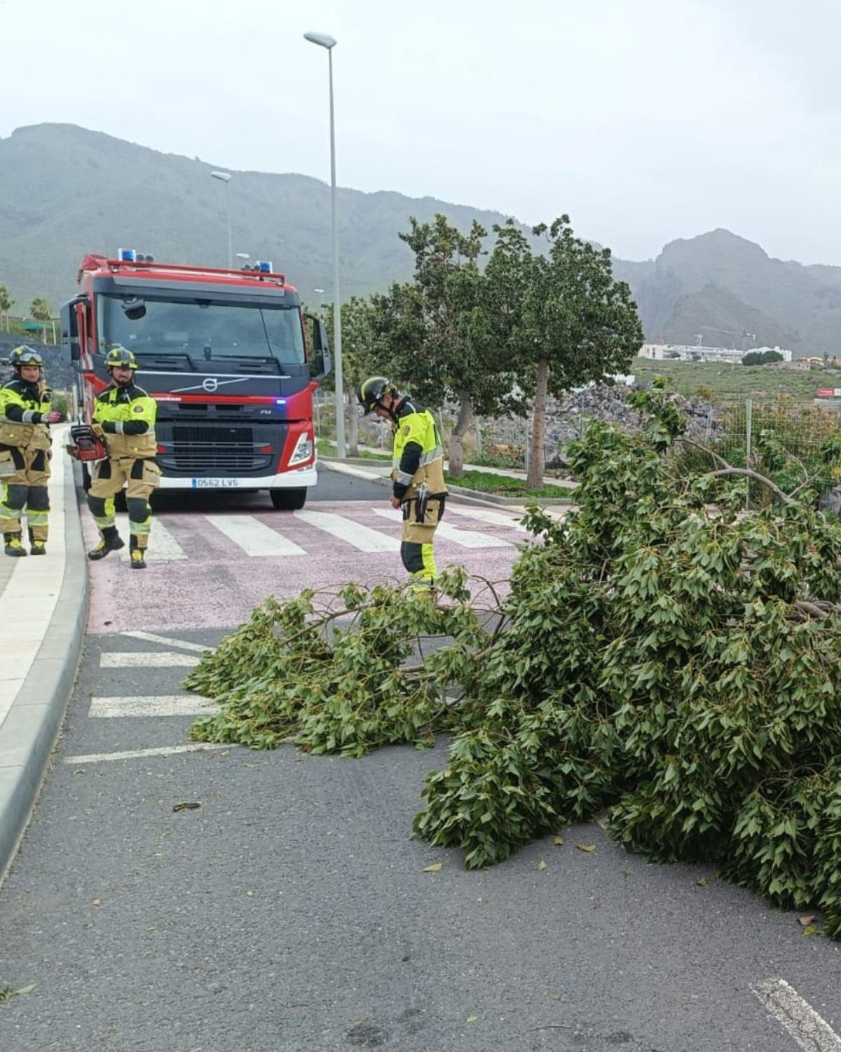 Caída de ramas y otros objetos este fin de semana en Tenerife a causa del viento