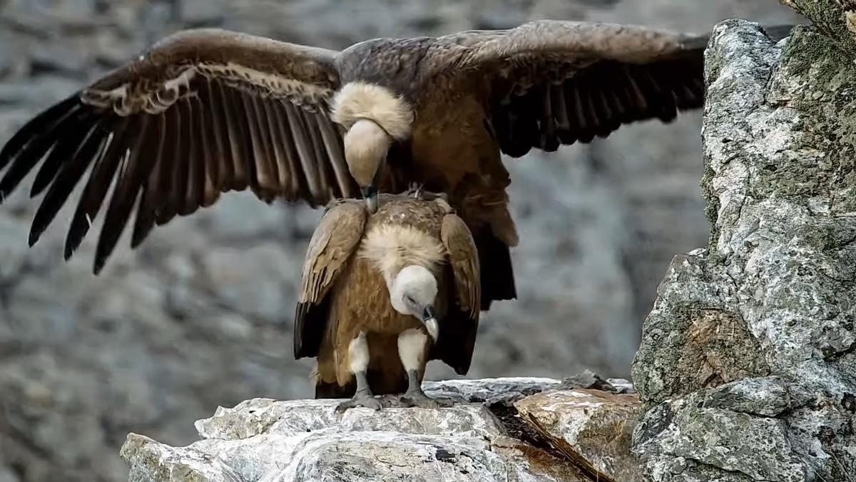 La cámara captura a ejemplares de buitre leonado iniciando su época reproductiva.