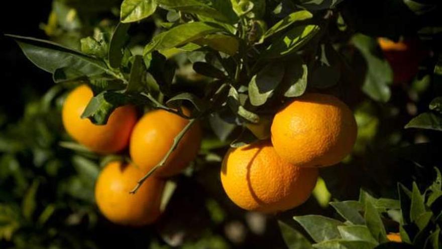 Los cítricos aportan gran cantidad de vitamina C.