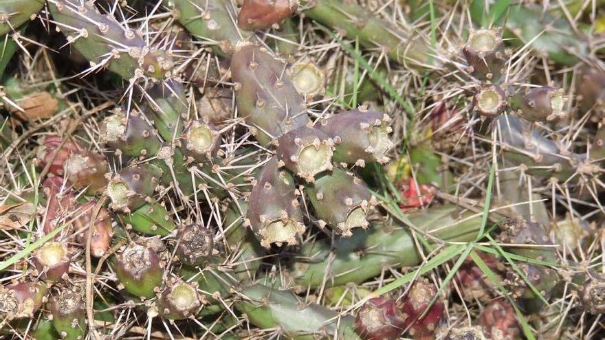 La Diputació i l&#039;Obra Social &quot;la Caixa&quot; treballen a Vilajuïga per eliminar un cactus invasor