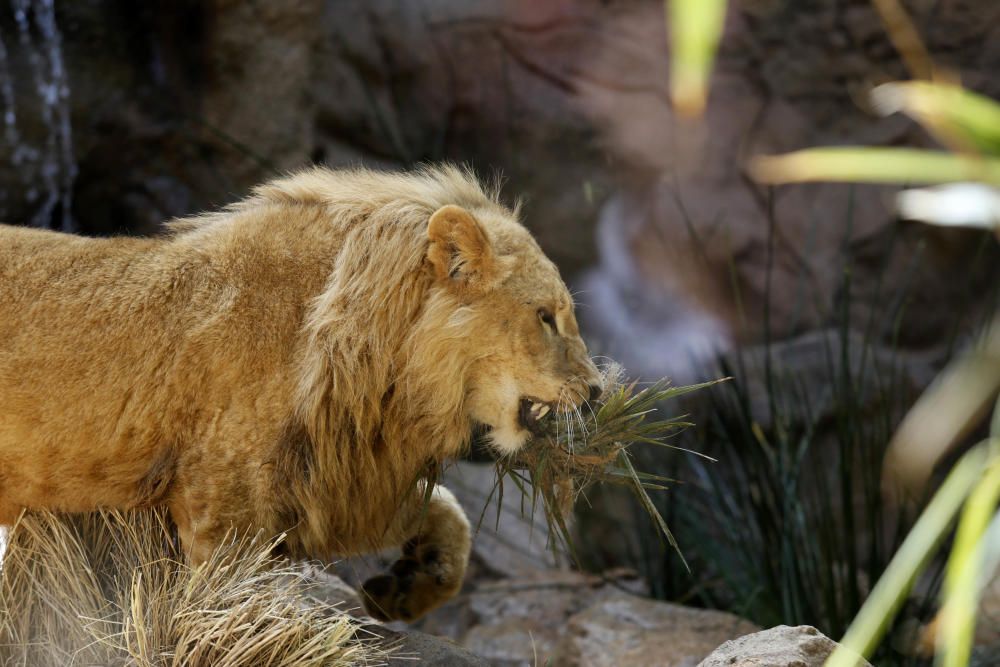 Delia Padrón Inauguración del Lion's Kingdom, la exhibición de los leones africanos, en Loro Parque