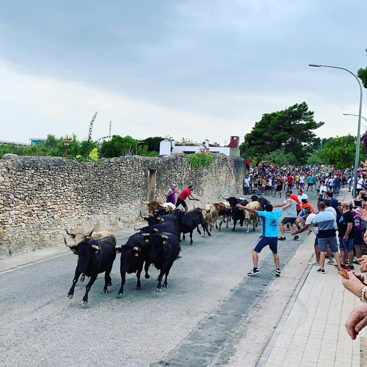 Entrada de toros al estilo calijó, declarada Fiesta de Interès Turístico Provincial.