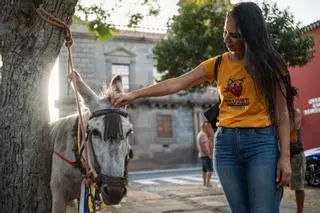 Noche de los Burros en La Laguna