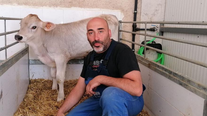 Froilán, el ternero con pedigrí nacido en una granja zamorana