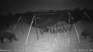 La prova pilot de trampes americanes per caçar senglars als Aiguamolls és un èxit
