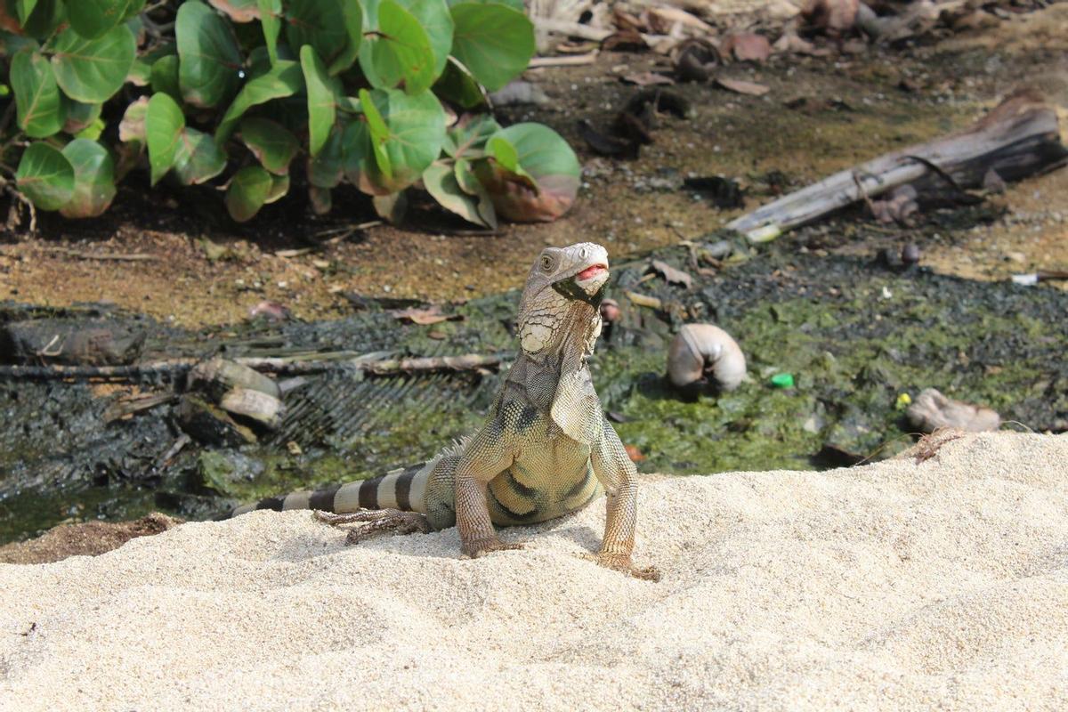 Iguana en la playa, en el Parque Nacional de Tayrona