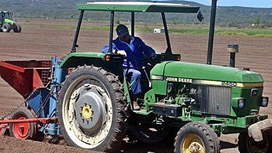 Un agricultor cosecha patatas desde un tractor.