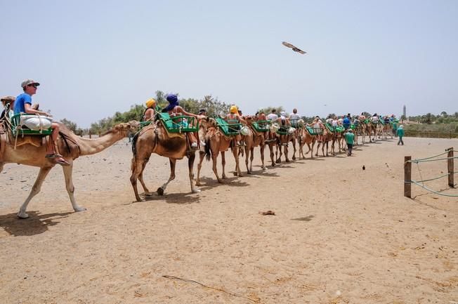 Reportaje excursiones con camellos en las Dunas ...