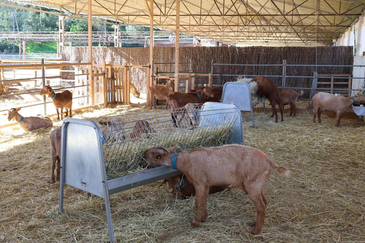Las imágenes de 'Sábados en Juntos Farm', en Santa Gertrudis Las imágenes de 'Sábados en Juntos Farm', en Santa Gertrudis