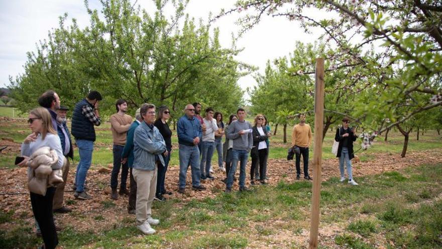 Una finca de Xorrigo alberga un ‘laboratorio’ para encontrar el almendro perfecto para Mallorca