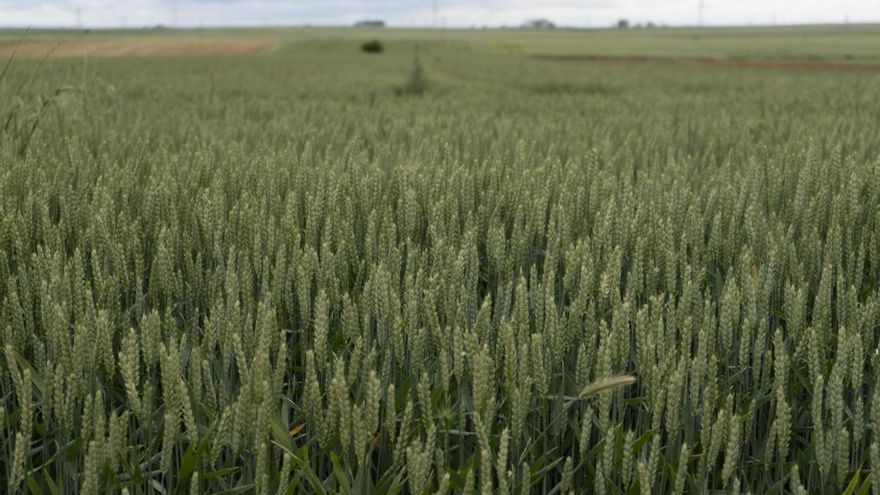 Veinte zonas de Zamora, vulnerables a la contaminación por nitratos