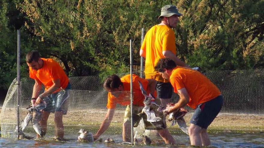 Un grupo de voluntarios procede a capturar acuáticas para su posterior marcaje.