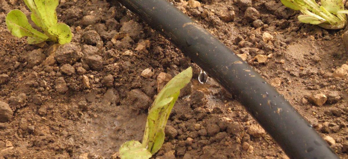 El Gobierno regional mejora la gestión del agua depurada a través de su reutilización para la agricultura.