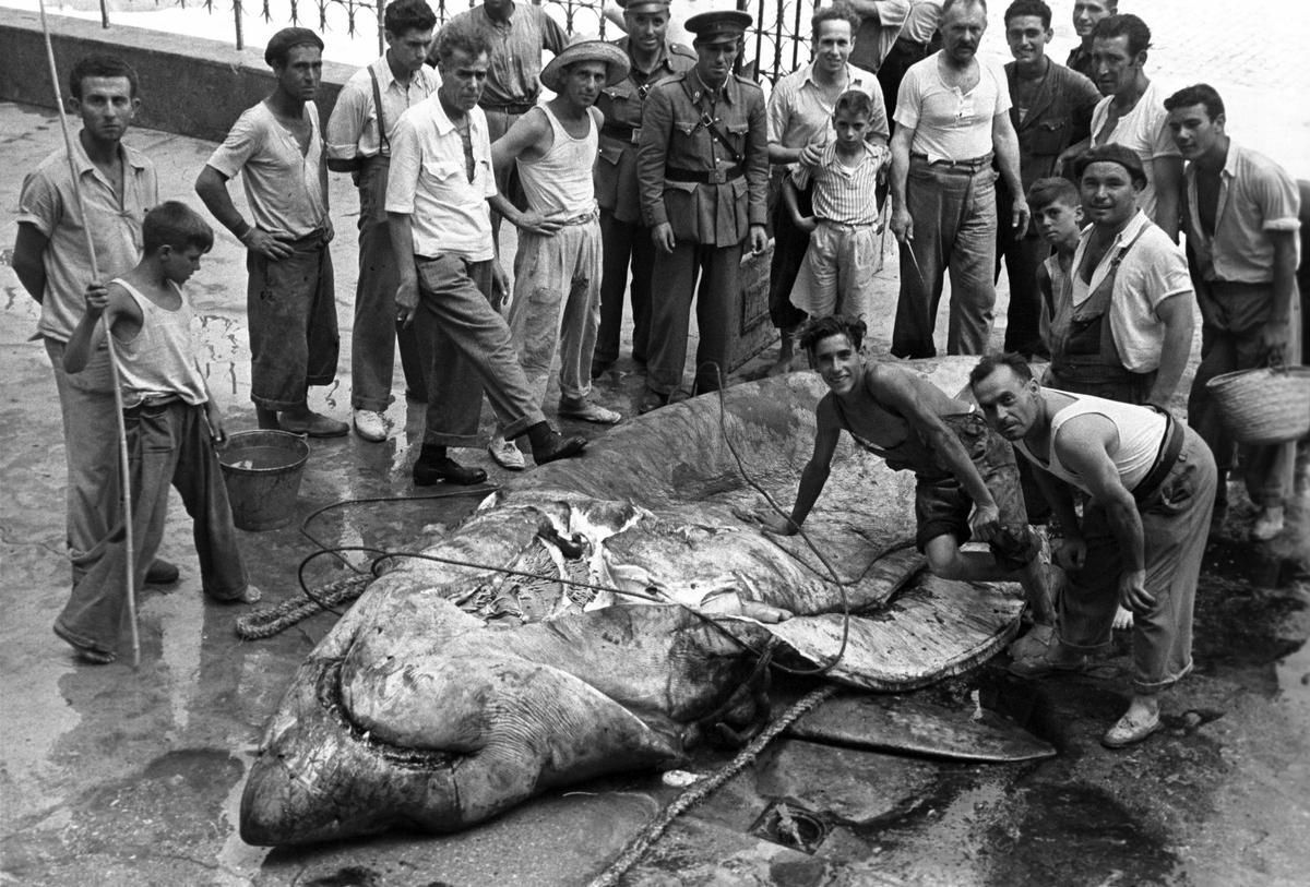 Tiburón pescado en Tabarca, en 1946