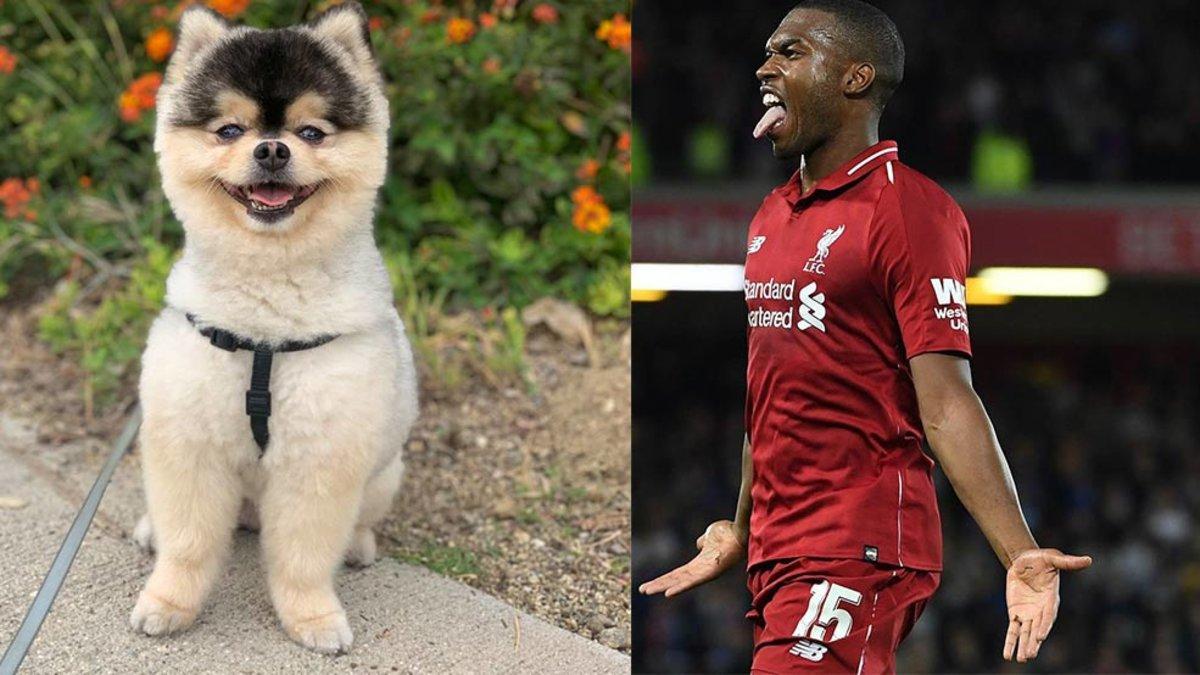 Sturridge ya ha recuperado a su perro