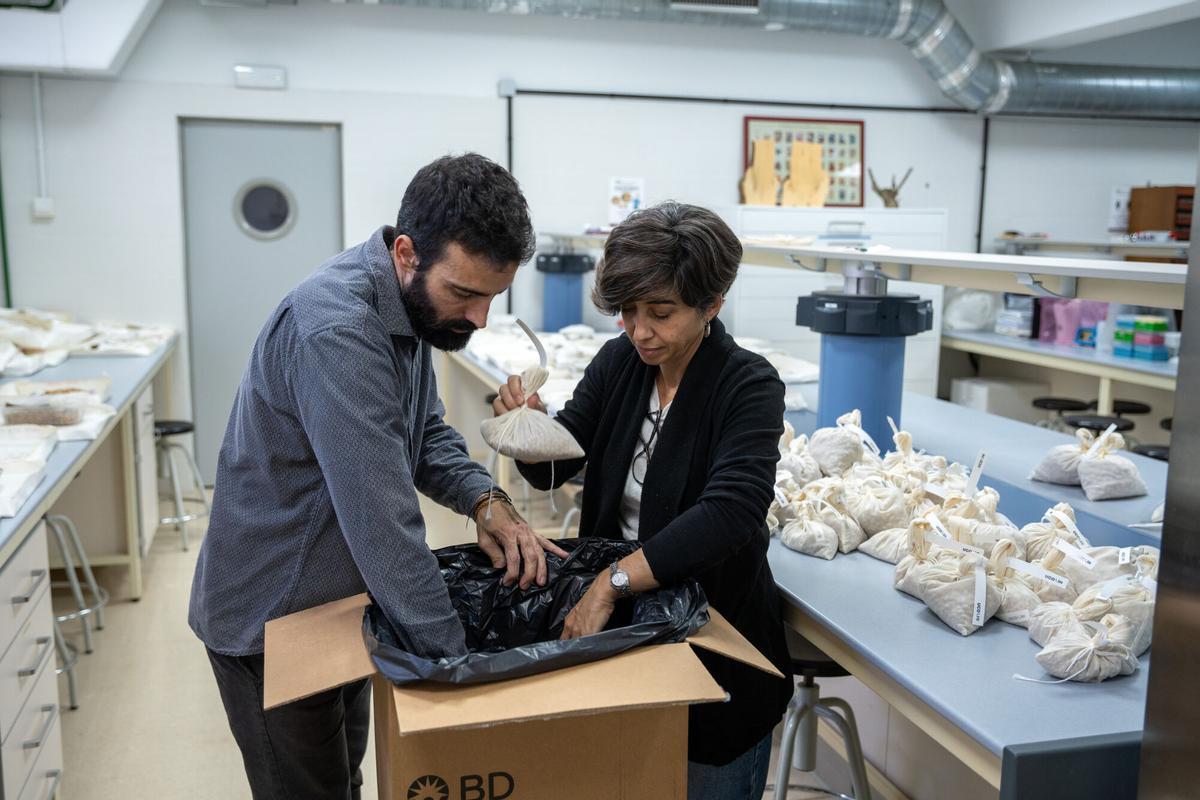 El olivo tiene previsto entrar la próxima semana por primera vez en el banco de semillas de Svalbard (Noruega), el mayor del mundo, para su conservación, con la esperanza de que nunca haya un peligro tal que obligue a sacarlo de ese archipiélago del Ártico. Una delegación capitaneada por el Consejo Oleícola Internacional (COI) será la encargada de depositar las muestras de este árbol en la entrada de la llamada Bóveda global de semillas de Svalbard. EFE/ Universidad De Córdoba SOLO USO EDITORIAL/SOLO DISPONIBLE PARA ILUSTRAR LA NOTICIA QUE ACOMPAÑA (CRÉDITO OBLIGATORIO). SOLO USO EDITORIAL/SOLO DISPONIBLE PARA ILUSTRAR LA NOTICIA QUE ACOMPAÑA (CRÉDITO OBLIGATORIO)