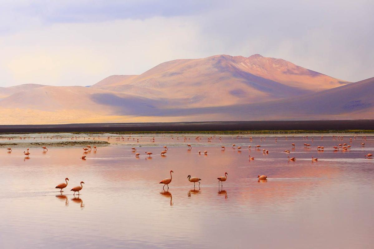 Laguna Colorada