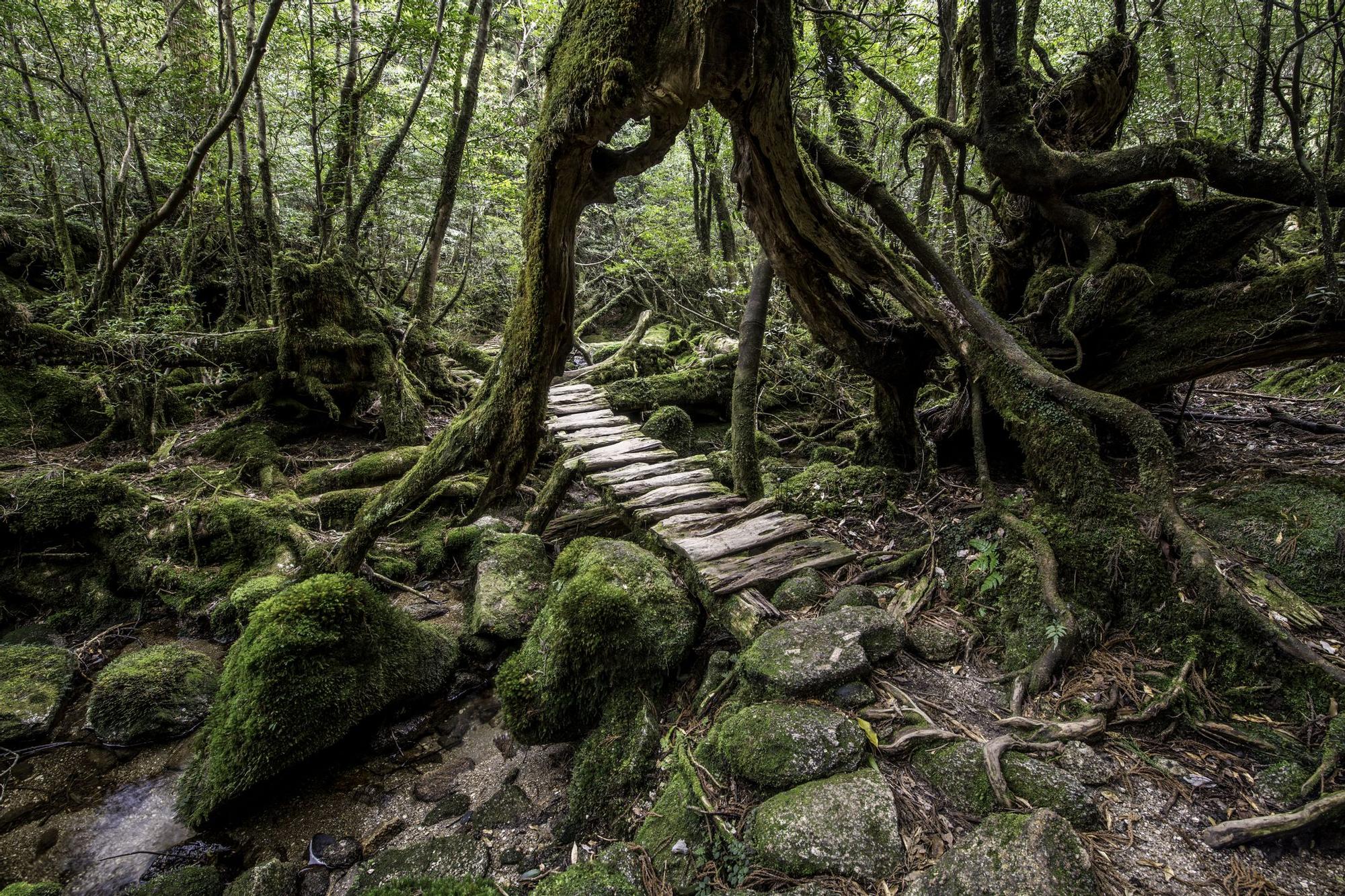 La isla de Yakushima en Japón es un verdadero paraíso terrenal