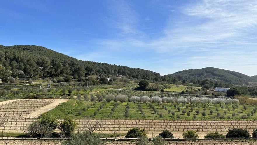 Imaginario de la isla: Los valles en marzo con los almendros en flor