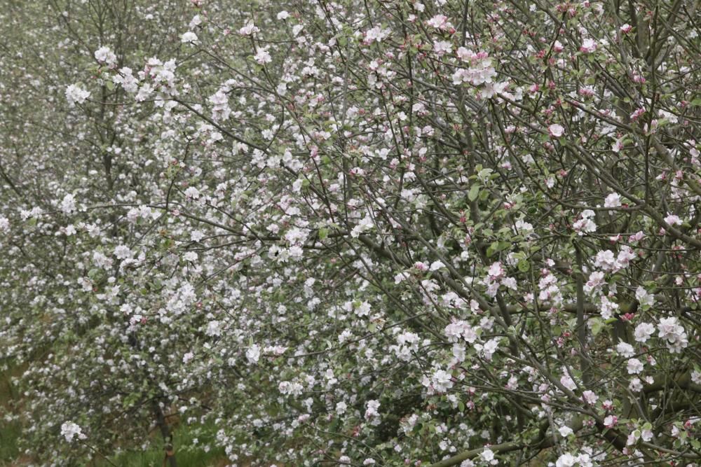 Manzanos en flor en Serín