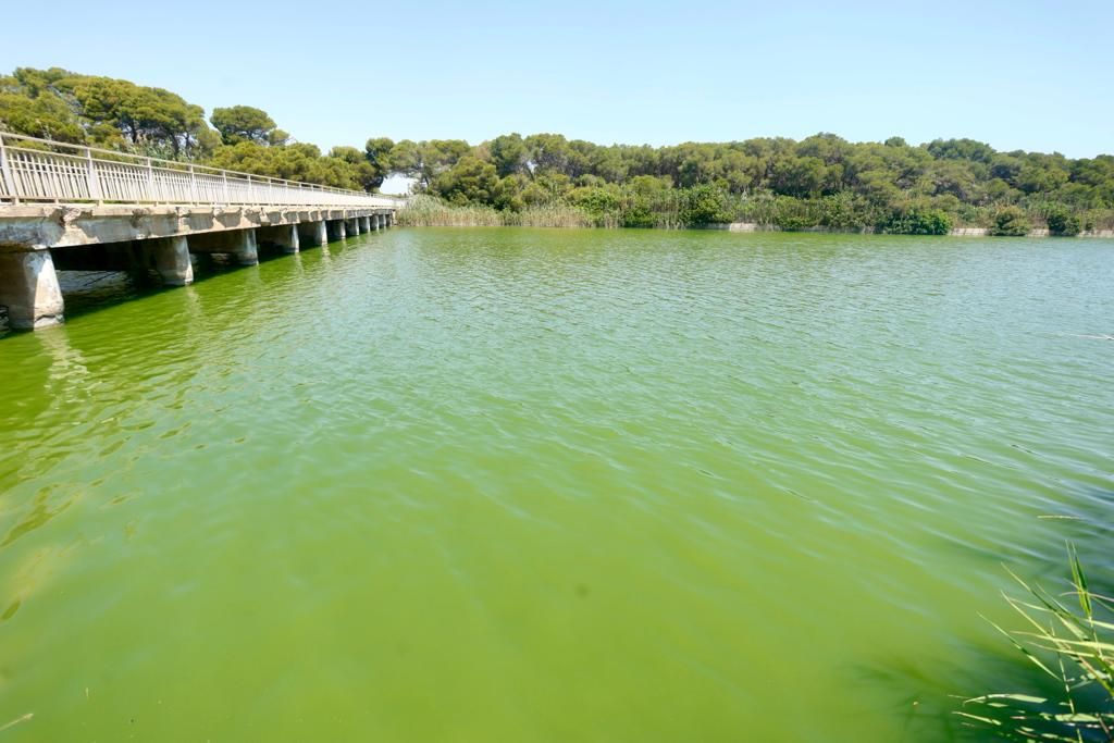 Vertido de agua verde en la playa del Perellonet