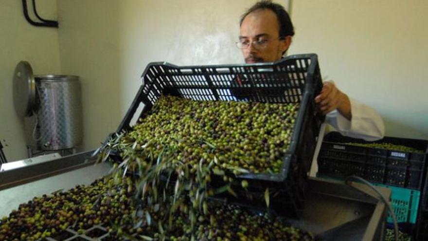 Imagen de las aceitunas en la almazara del Caserío de Temisas. | yaiza socorro