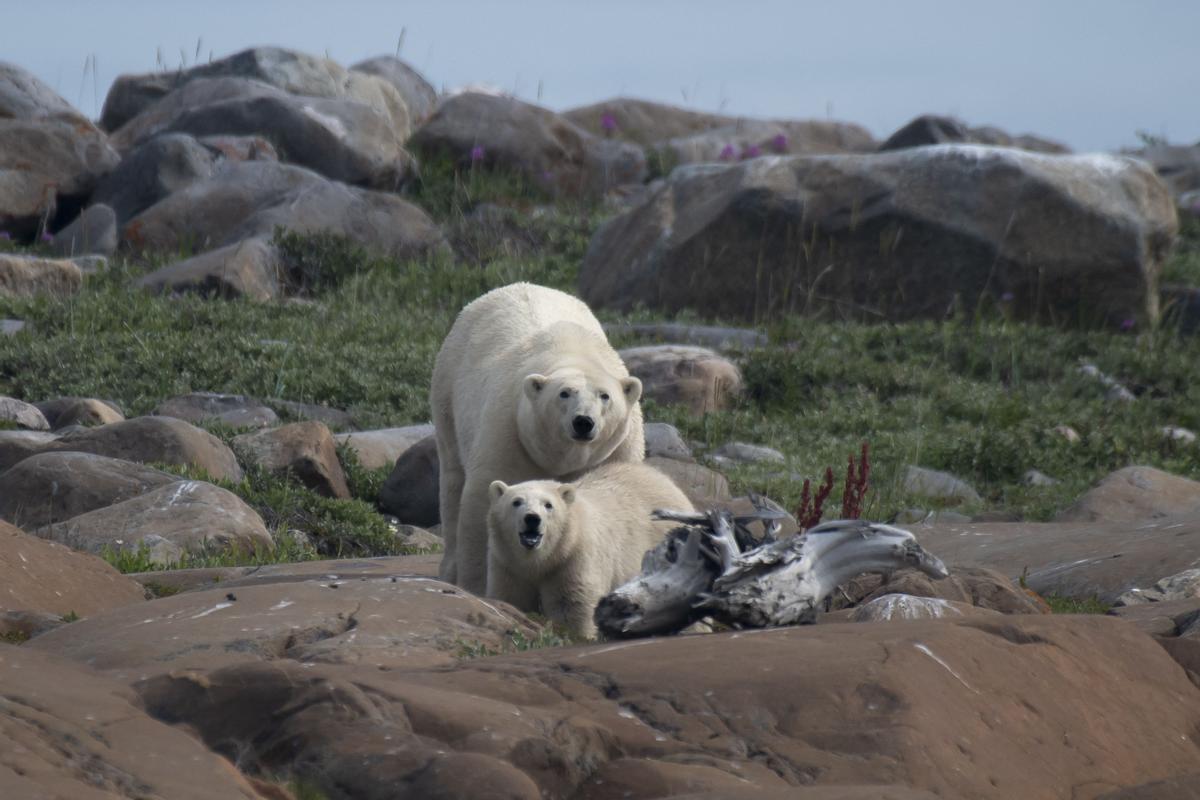 Así viven los osos polares en Hudson Bay, cerca de Churchill (Canadá).