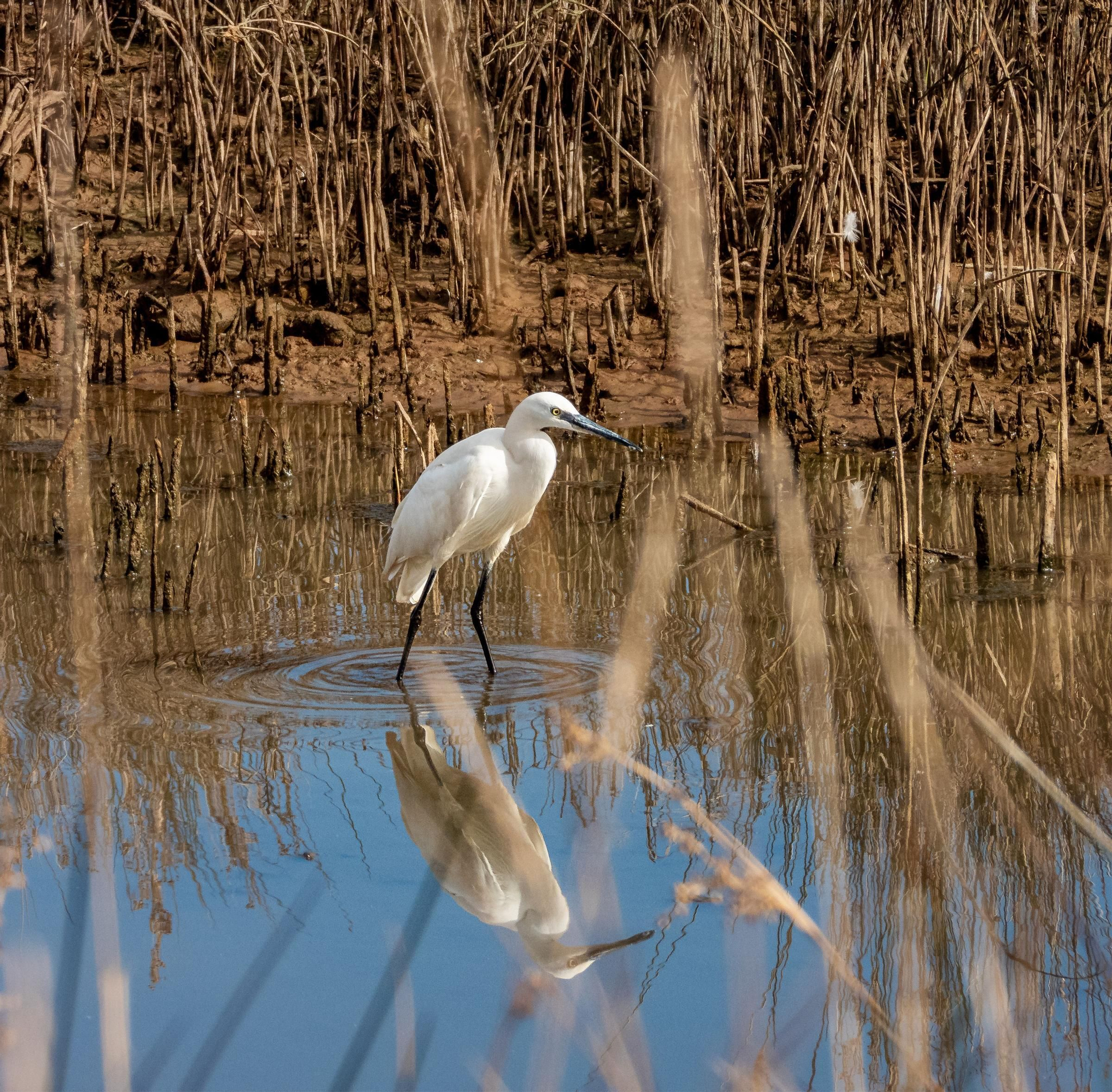 La ría, un espacio único en el que observar más de 300 especies de aves