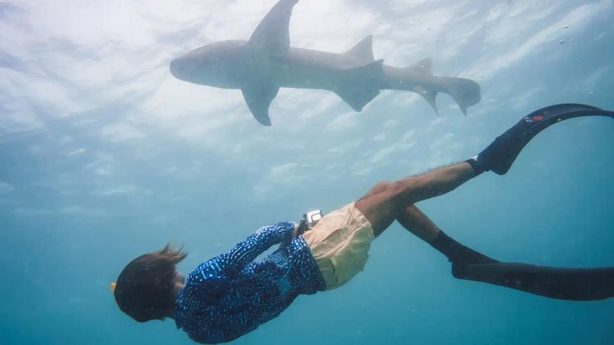 Aumenta la presencia de tiburones en las costas: ¿qué probabilidad hay de encontrarse uno en las playas de Málaga?