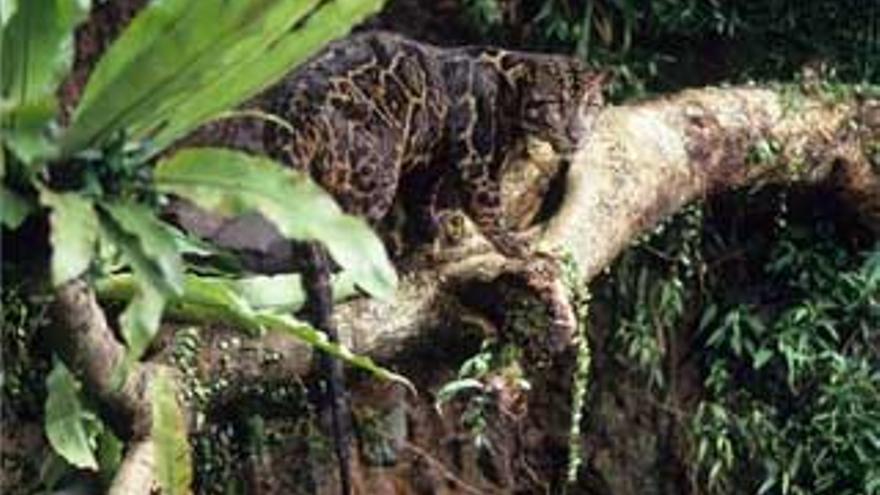 Descubierta una nueva especie de pantera en Borneo y Sumatra