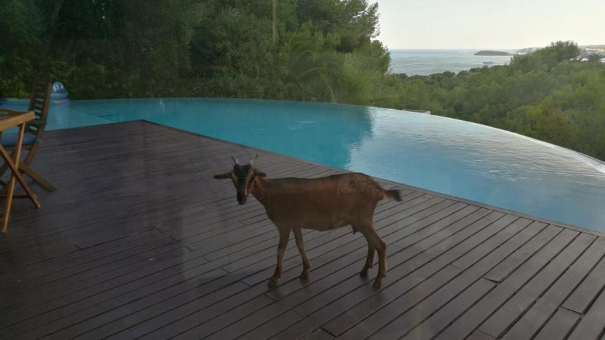 Una cabra salvaje en una casa de Costa d&#039;en Blanes (CalviÃ ).