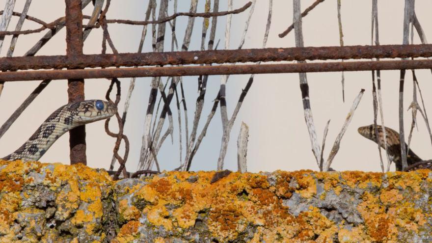 Una culebra acecha a una lagartija antes de atacarla en el Parque Natural de ses Salines. | SEBASTIÁN CANDELA