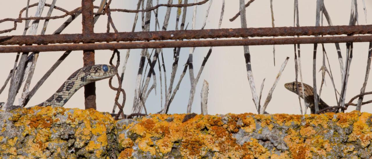 Una culebra acecha a una lagartija antes de atacarla en el Parque Natural de ses Salines. | SEBASTIÁN CANDELA