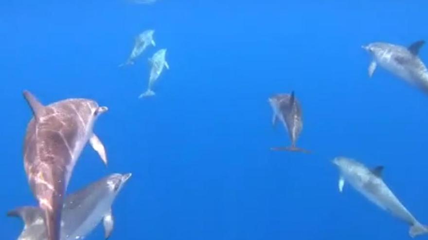 Espectacular avistamiento de unos delfínes en Canarias