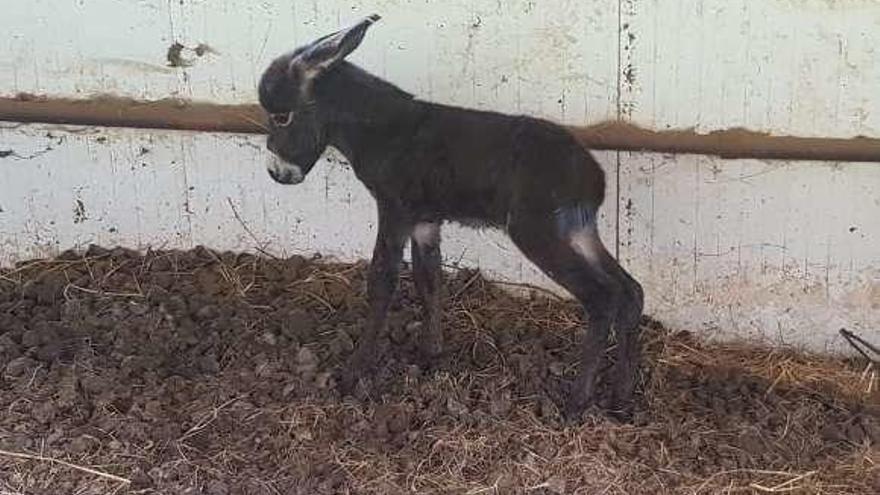 El burro &quot;Morín&quot; en la finca de Soto de Las Regueras.