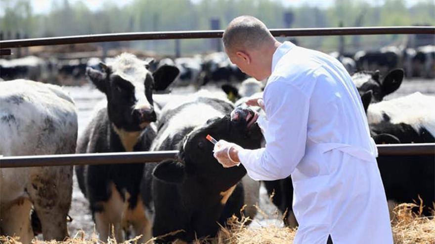 Virus Shamonda: qué se sabe del hombre infectado que murió en Francia y de los focos en granjas españolas, ninguno en Galicia