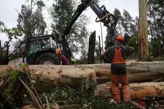 Compostela y Bergantiños remontan el bajón de 2023 como líderes del sector maderero