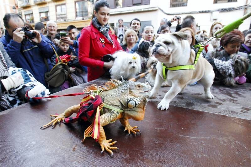 Fotogalería: Fiesta de San Antón