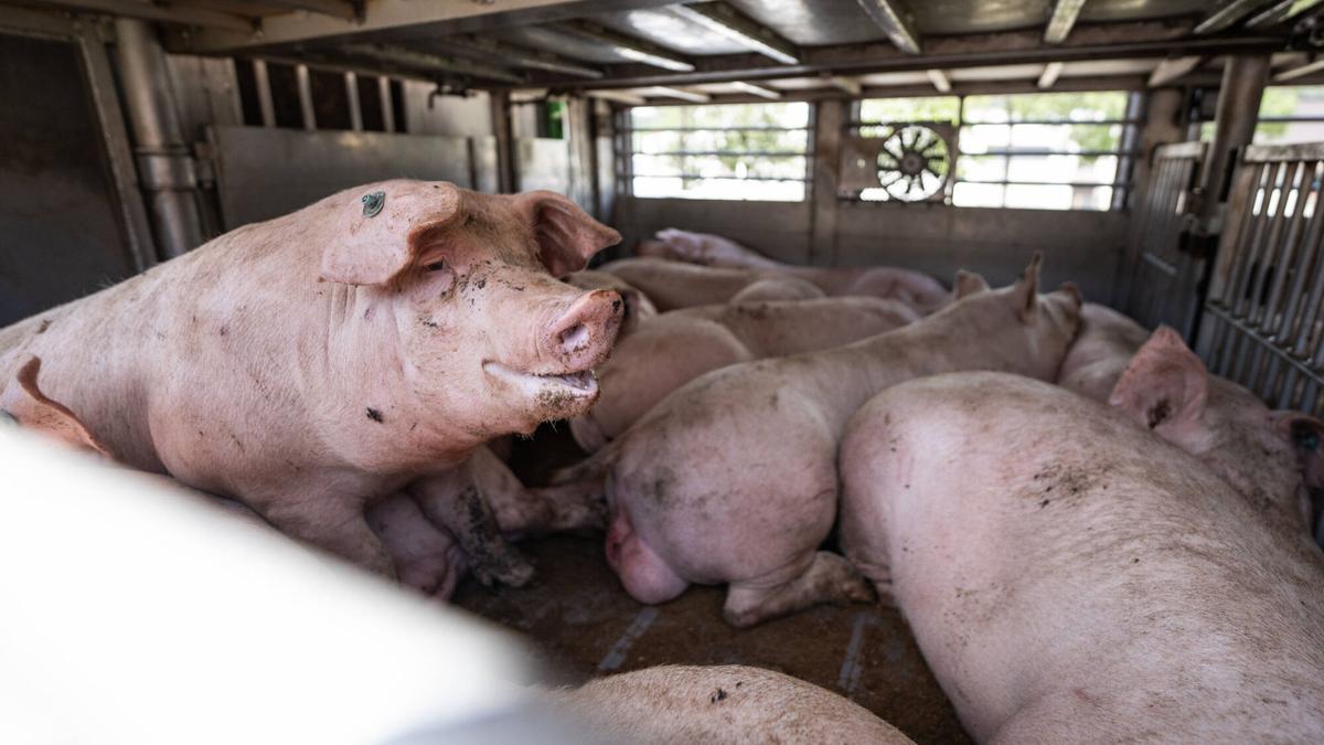 Cerdos hacinados en un camión de transporte animal esperando a entrar al matadero OLOT MEATS, S.A. en Olot, el 9 de septiembre de 2024.